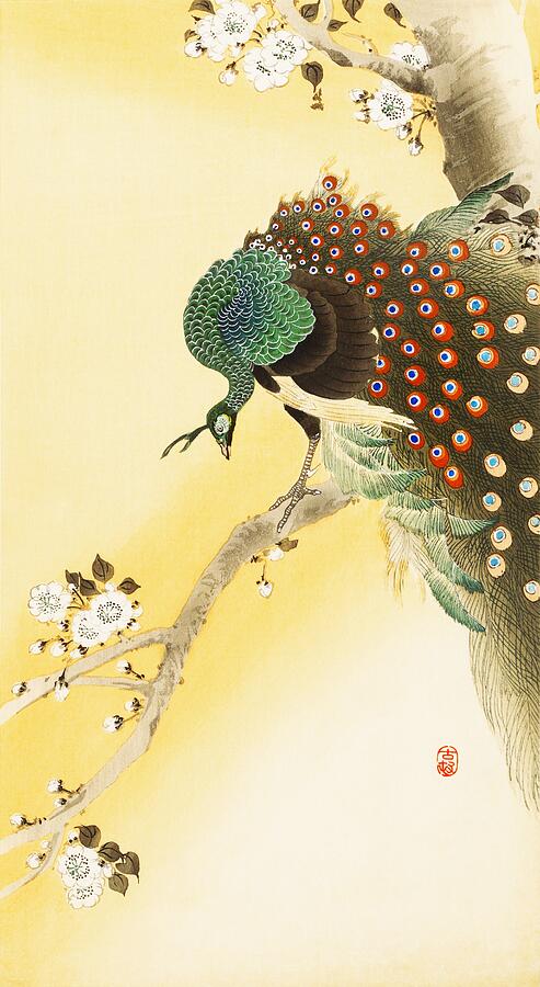 Ohara Koson Painting - Peacock on a cherry blossom tree by Ohara Koson  by Mango Art