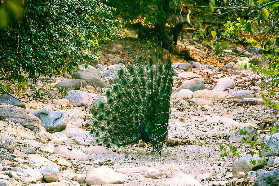 Peacock #1 Photograph by Ramabhadran Thirupattur