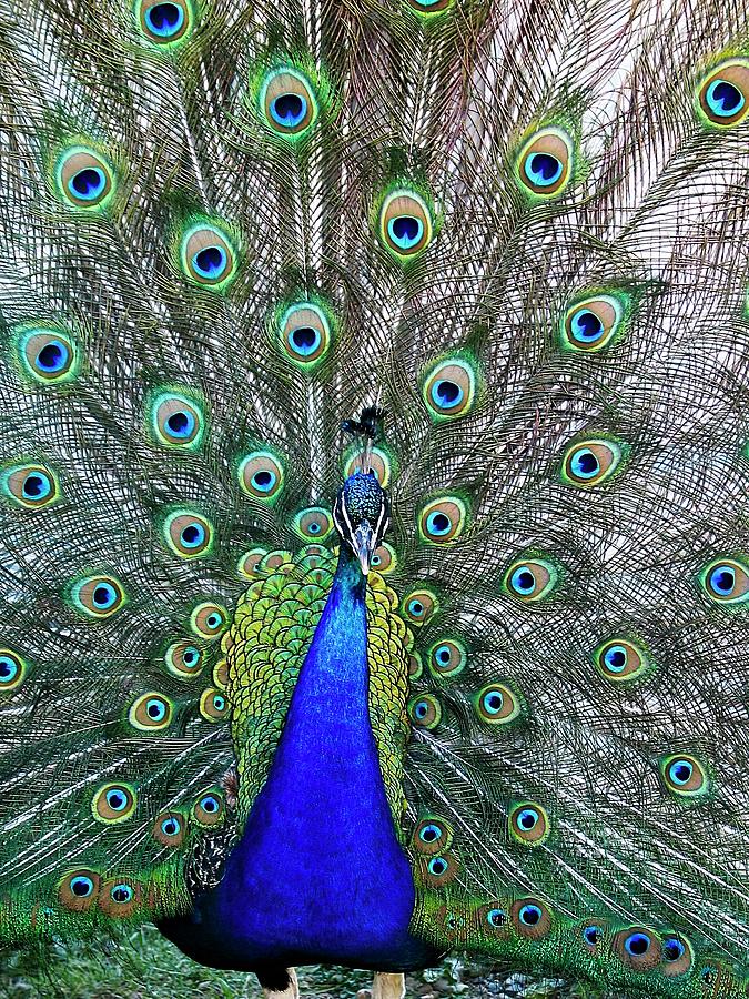 Peacock #2 Photograph by Steven Ralser
