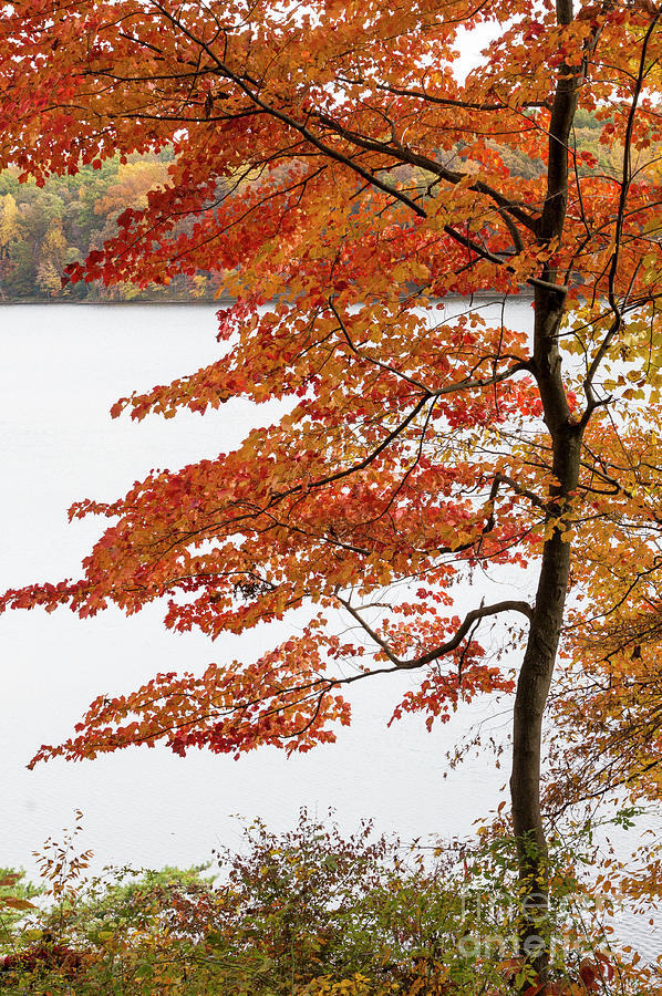 Peaking autumn colors around the lake at Seneca Creek State Park #1 Photograph by William Kuta