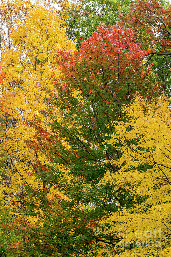 Peaking autumn colors at Seneca Creek State Park in Gaithersburg #1 Photograph by William Kuta