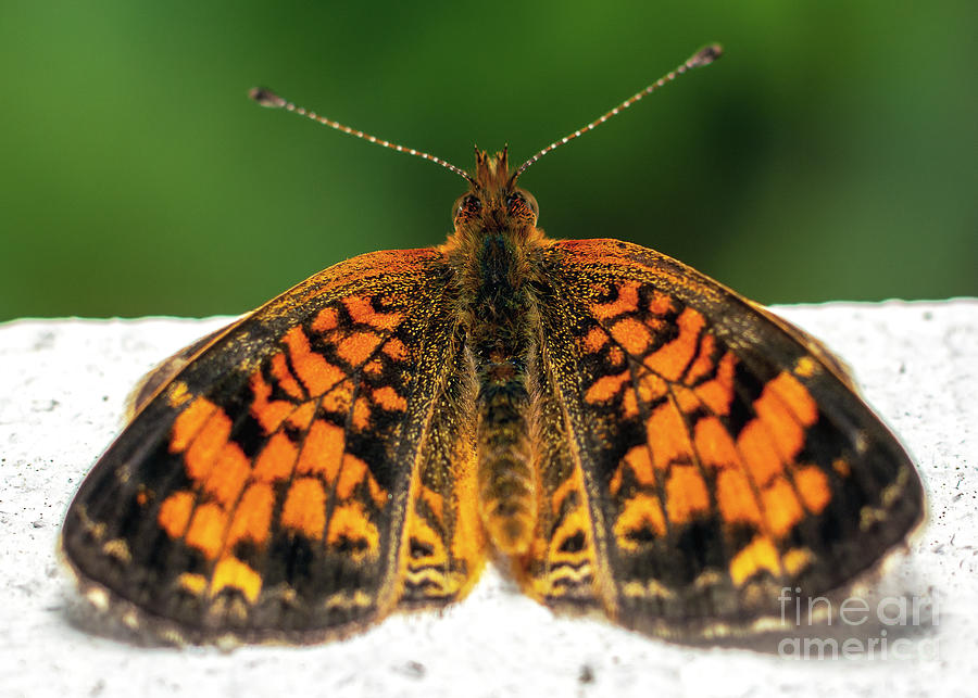 Pearl Crescent Butterfly Phyciodes tharos Photograph by Gemma Mae Flores Sellers
