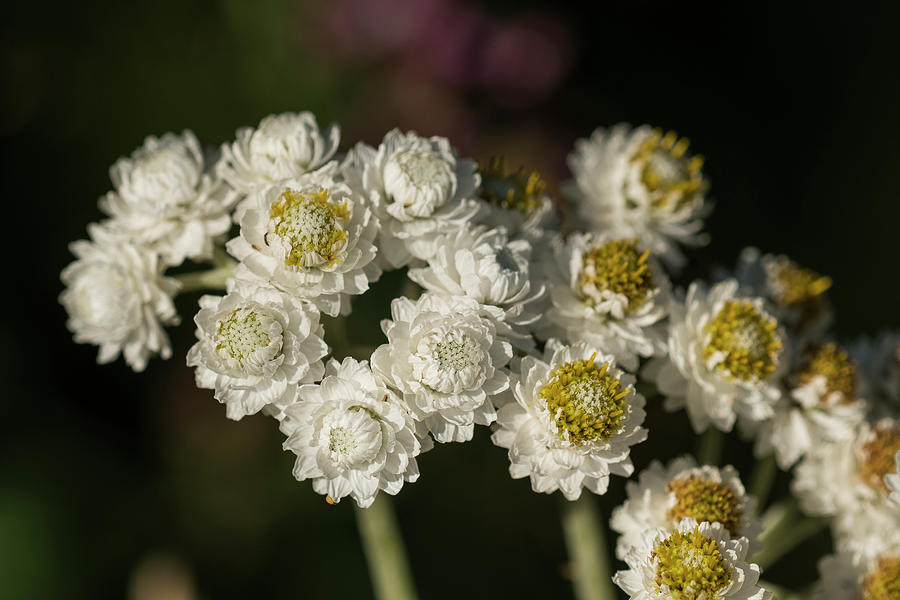 Pearly Everlasting #1 Photograph by Robert Potts