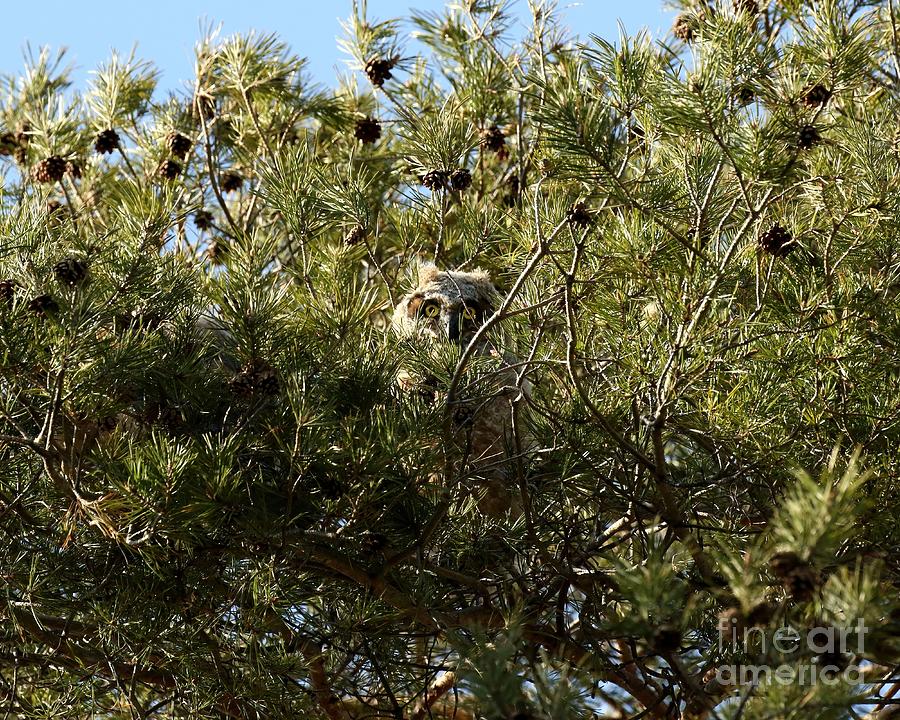 Peek a boo #1 Photograph by Heather King