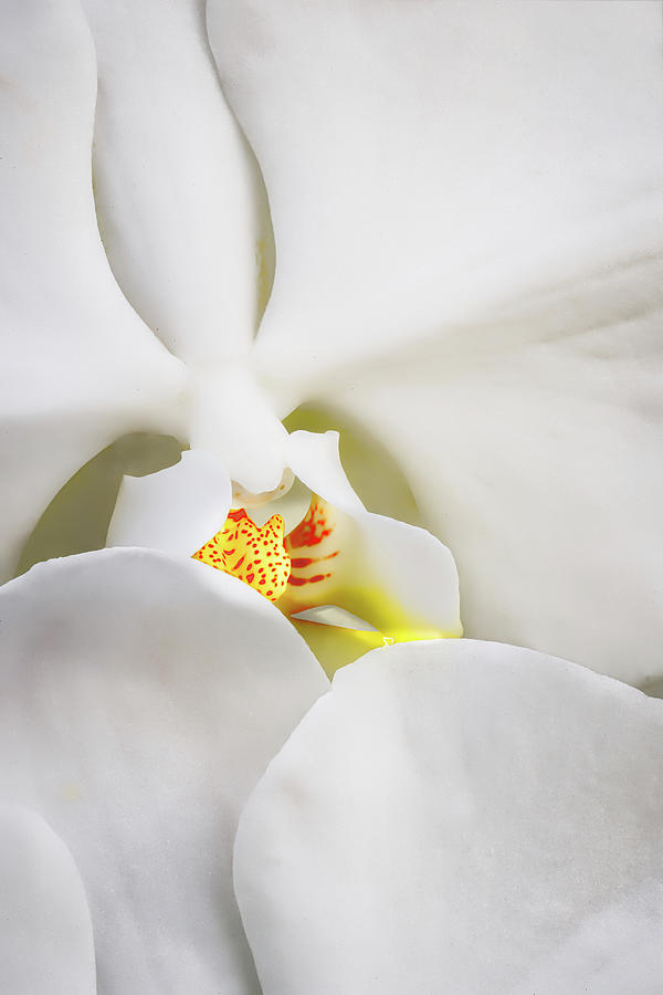 Peeking Through The Orchid Petals #1 Photograph by Gary Slawsky
