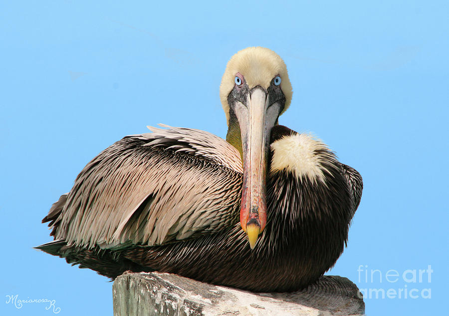 Pelican at Rest #1 Photograph by Mariarosa Rockefeller
