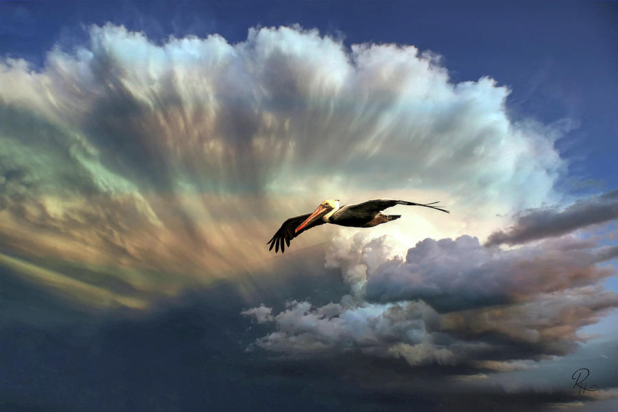 Pelican Photograph - Pelican Before The Storm by Robert Harris