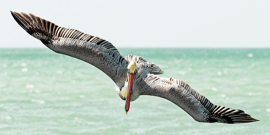 Pelican Photograph - Pelican Dive #1 by Felipe Correa