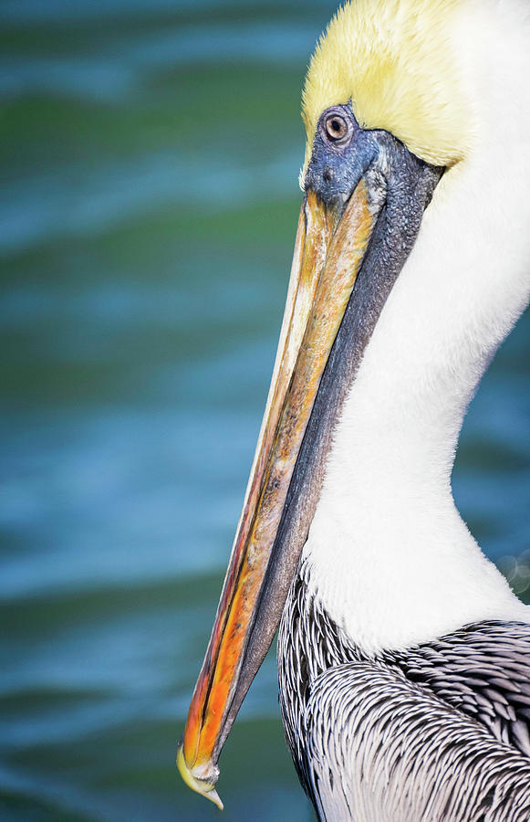 Pelican #1 Photograph by Fran Gallogly