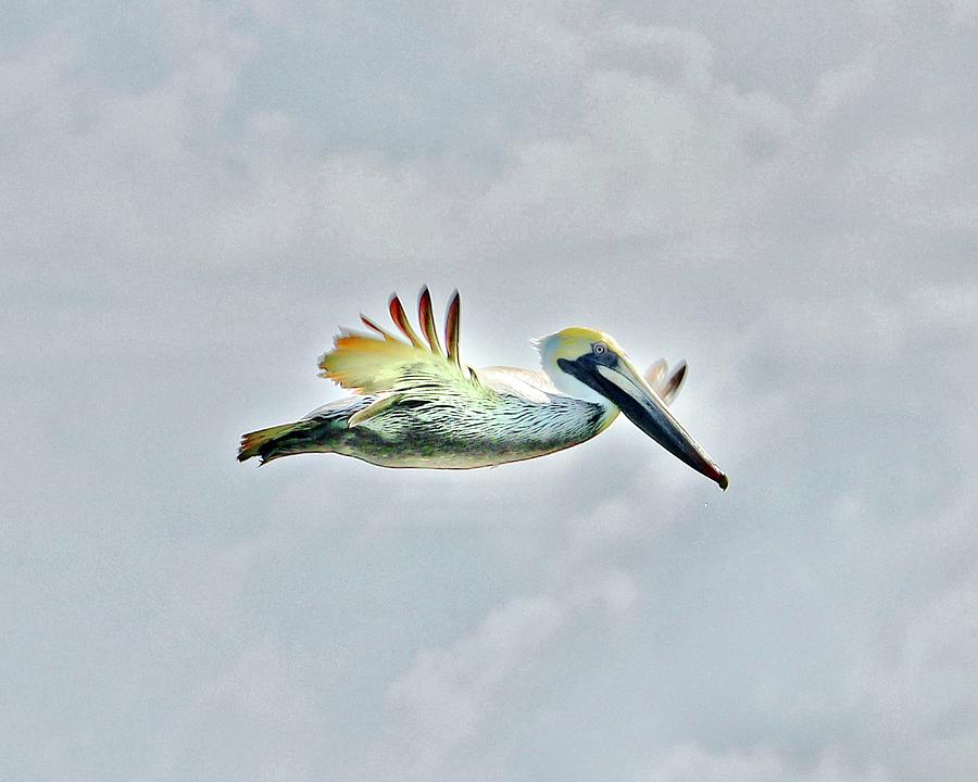 Pelican in Flight Photograph by Sarah Lilja