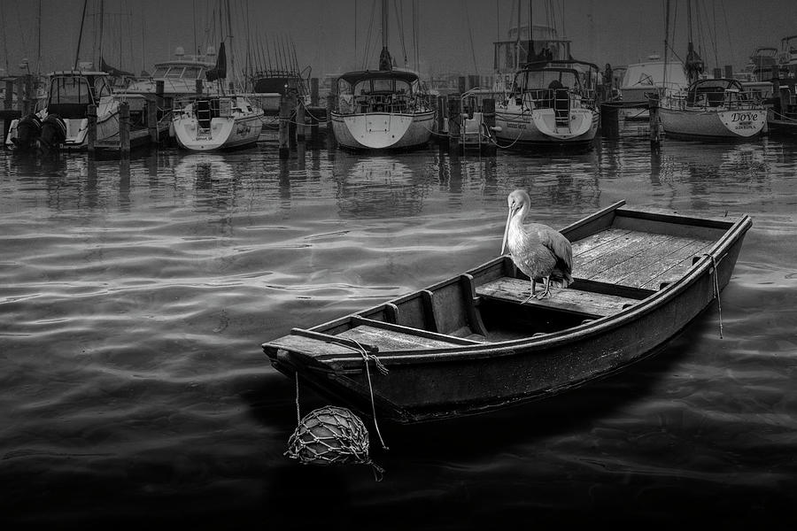 Pelican on a Small Boat in a Coastal Harbor #1 Photograph by Randall Nyhof