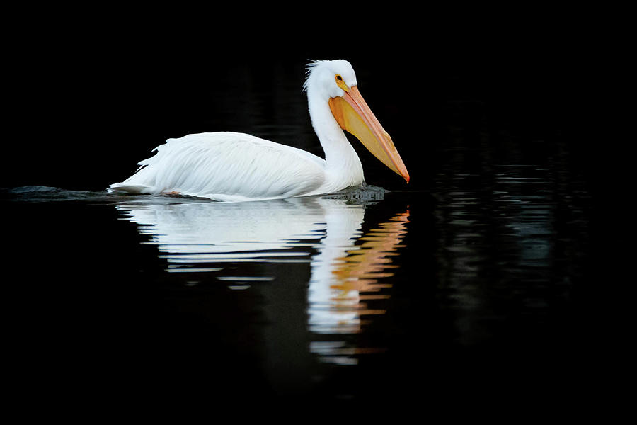 Pelican on Cross Lake Photograph by Dot Rambin - Fine Art America