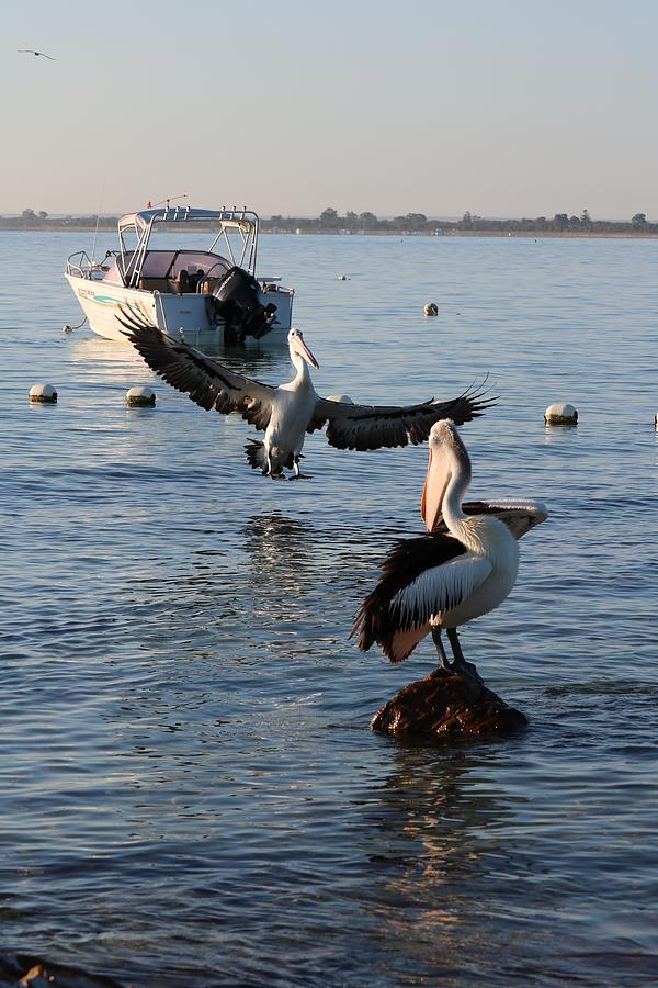 Pelican Pair Photograph