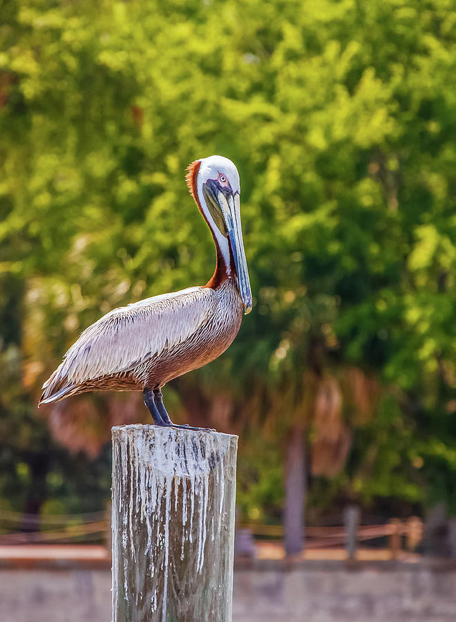 Pelican Perched on Post #1 Photograph by Darryl Brooks