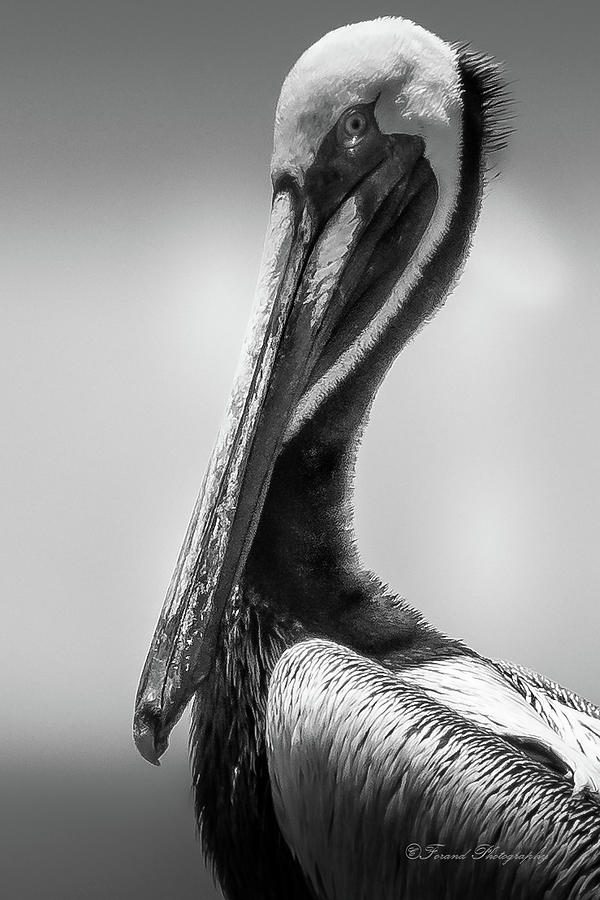 Pelican pose  #1 Photograph by Debra Forand