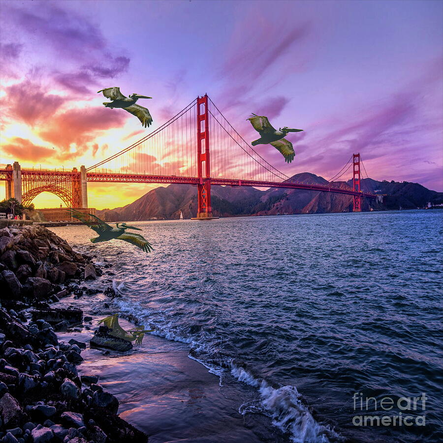 Pelican Sunset #2 Photograph by Gary Richards - Fine Art America