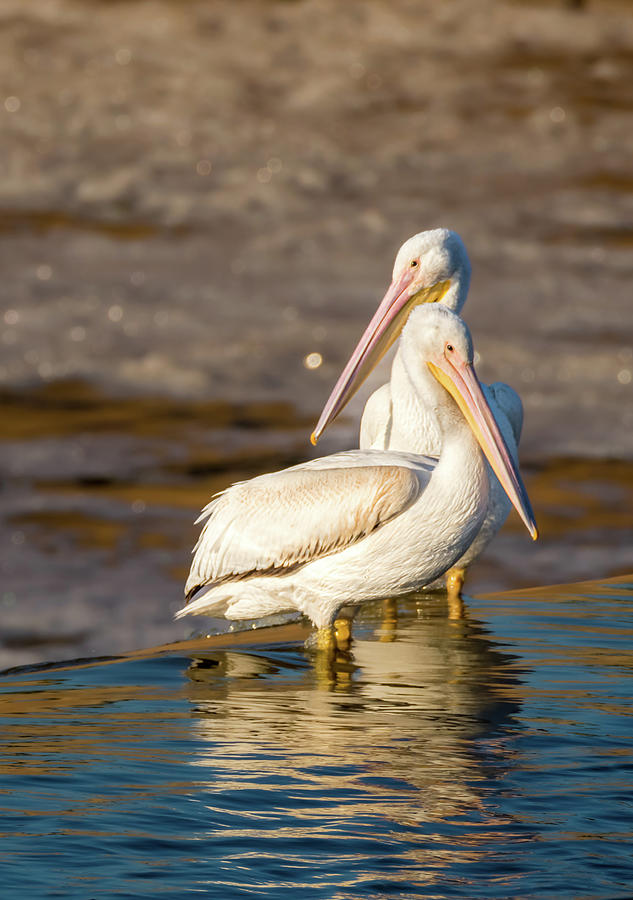 Pelican Closeness Photograph by Debra Martz