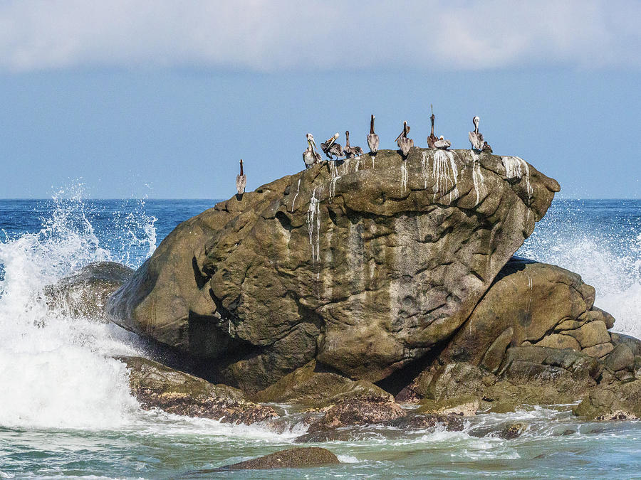 Pelicans on a rock. #1 Photograph by Rob Huntley