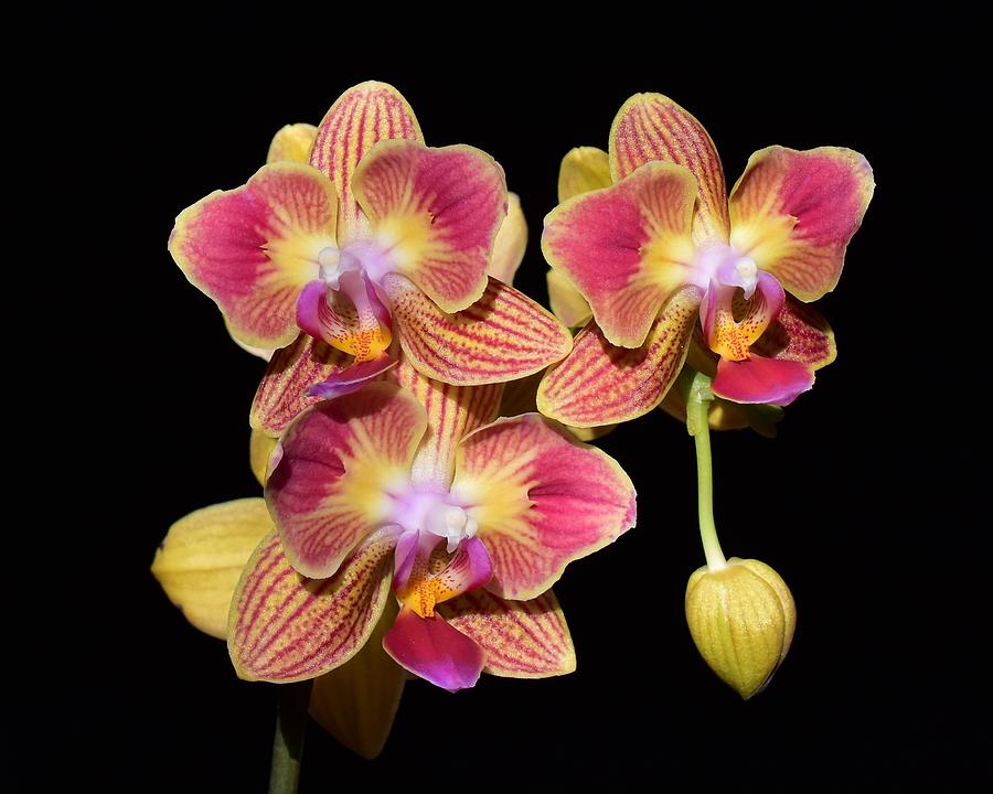 Peloric Phalaenopsis Photograph by Chip Gilbert - Fine Art America