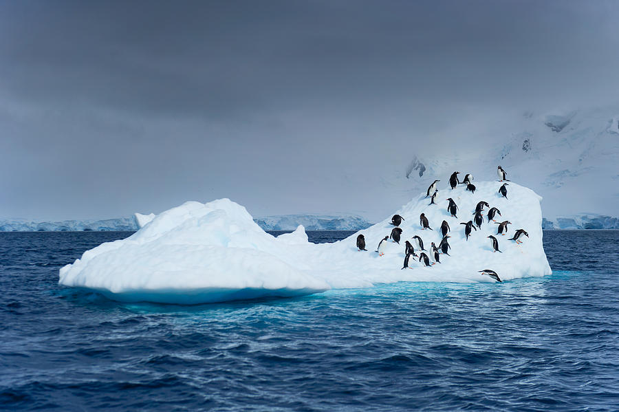 Penguins on Iceberg #1 Photograph by Rebecca Yale