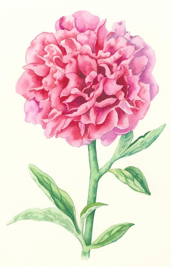  Peony #1 Painting by Lynne Henderson