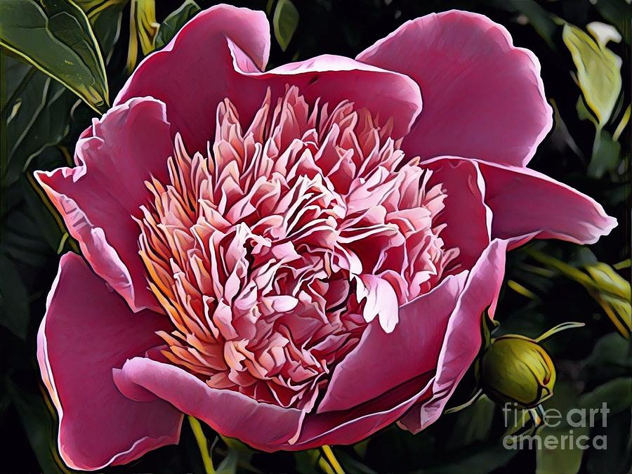 Peony #4 Painting by Marilyn Smith