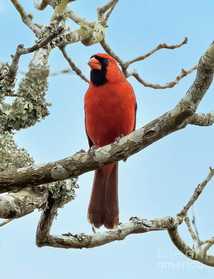 Perched Cardinal #1 Photograph by Michelle Tinger