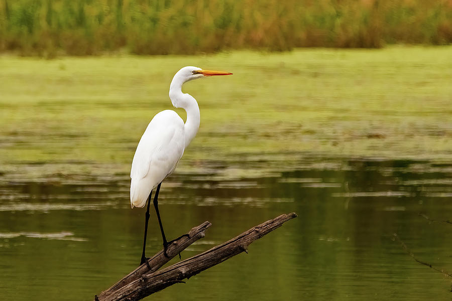 Perched Great Egret #1 Photograph by Ira Marcus