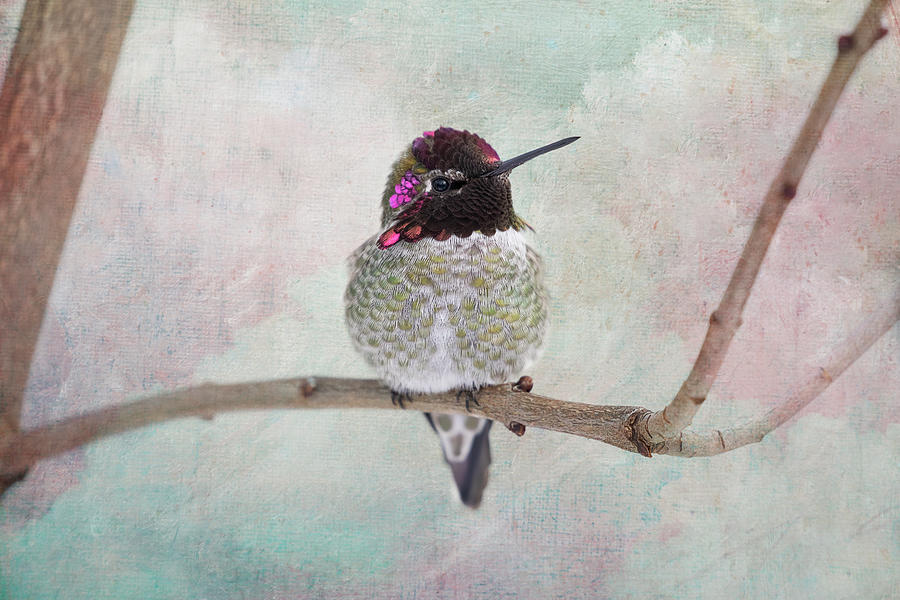 Perched Male Annas Hummingbird Posing Photograph by Peggy Collins