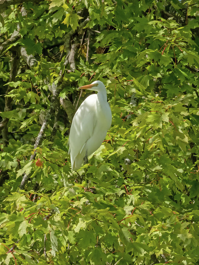 Great White Egret Photograph - Perched on a Branch by Linda Kerkau