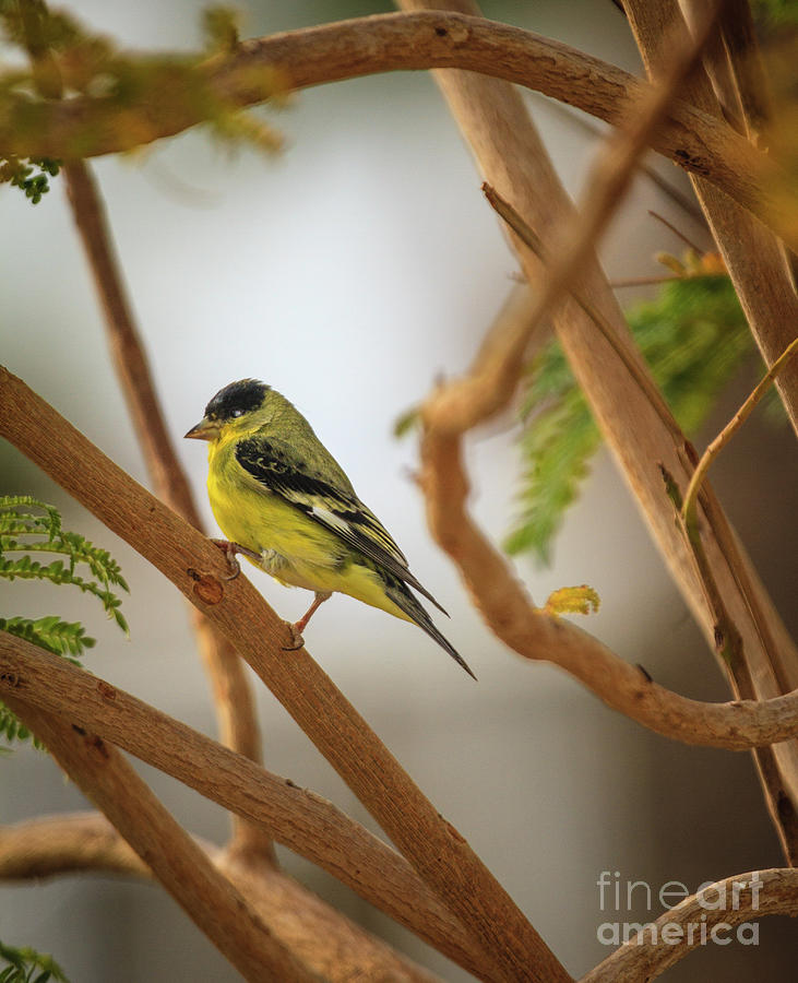 Wildlife Photograph - Perching Lesser Goldfinch #1 by Robert Bales