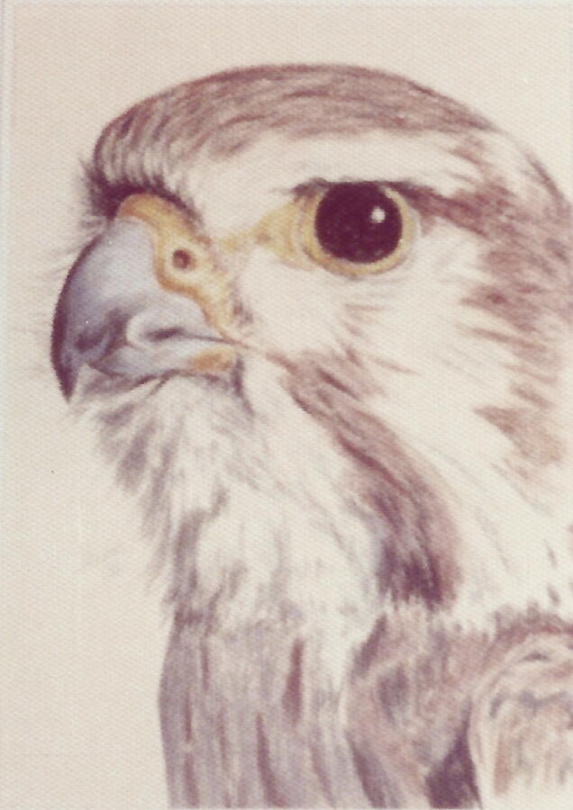 Falco Peregrinus Pastel by Barbara Keith