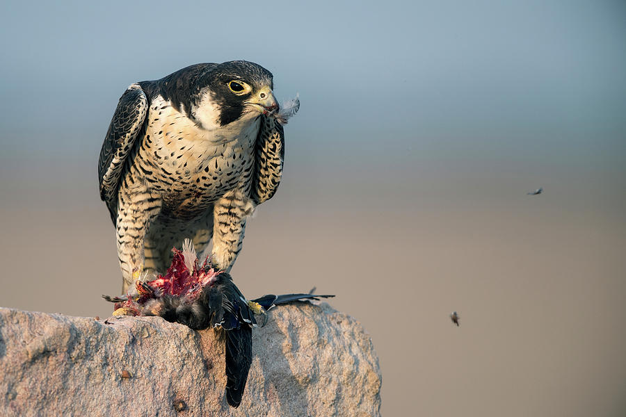 Peregrine Falcon with prey Photograph by Hira Punjabi