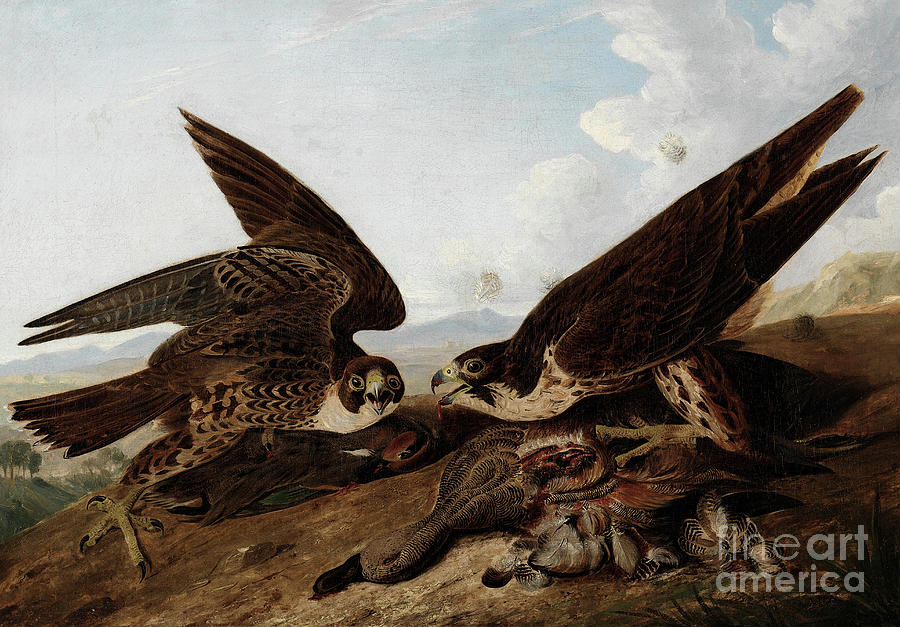 Peregrine Falcons, Duck Hawks Painting by John James Audubon