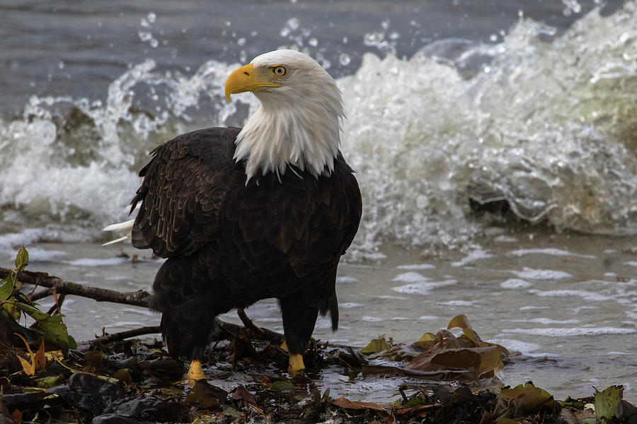 Perfect Eagle #1 Photograph by Michelle Pennell