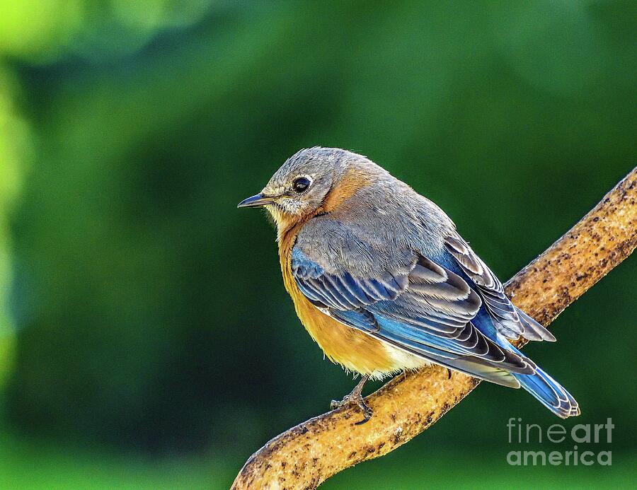 Perfect Female, Eastern Bluebird #1 Photograph by Cindy Treger