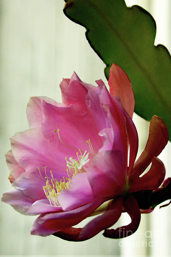 Nature Photograph - Perfectly Pink Cactus Flower by Michael May