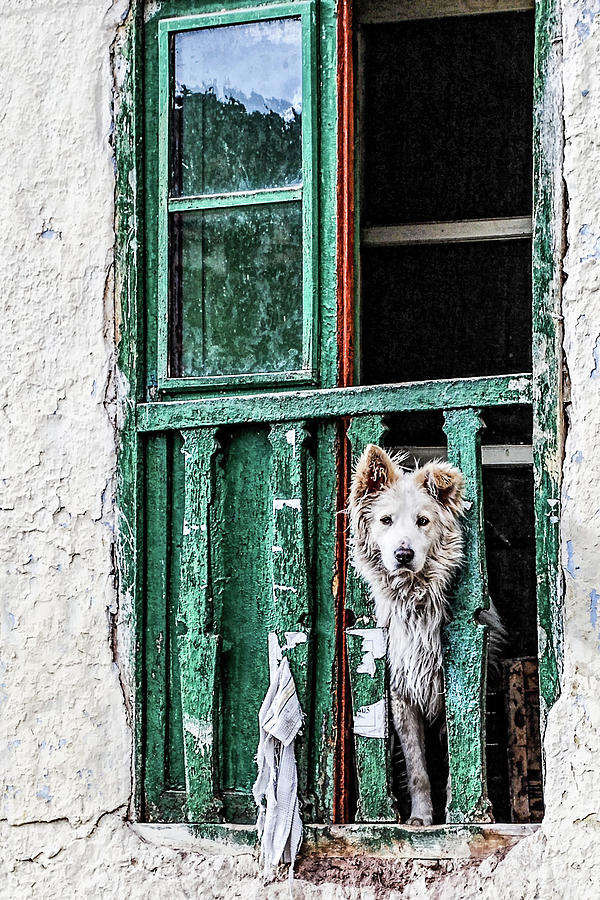 Perro en Ventana #1 Photograph by Winnie Chrzanowski