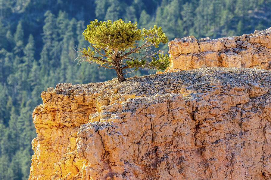 Landscape Photograph - Persistence #1 by James Marvin Phelps Landscape Photograph - Persistence #1 by James Marvin Phelps