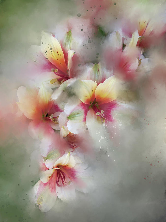 Peruvian Lily Photograph by Ann Bridges