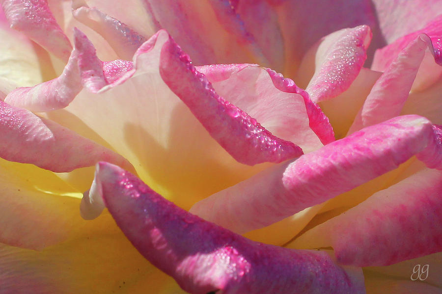 Rose Photograph - Petal Pink #1 by Geri Glavis