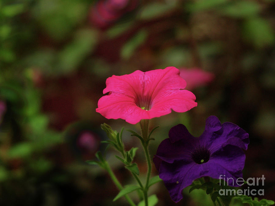 Petunias In The Shadows Of My Garden #2 Photograph by Dorothy Lee
