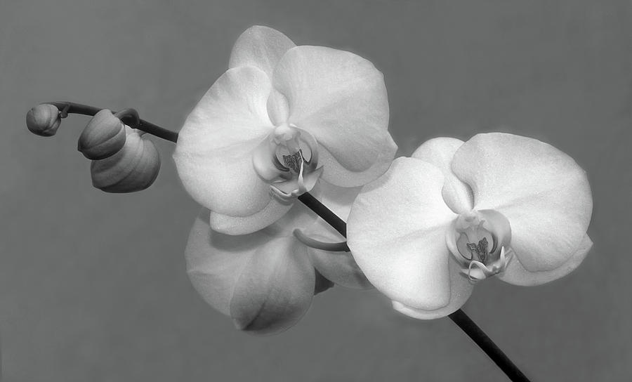Phalaenopsis #1 Photograph by Dave Mills