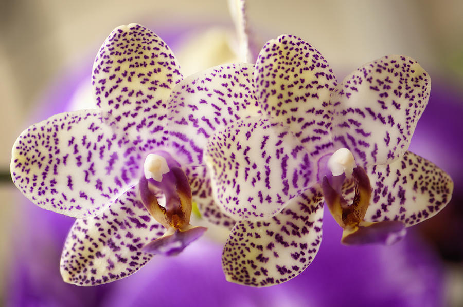 Phalaenopsis Orchid Flight of Birds Flutterby #1 Photograph by Maria Mosolova
