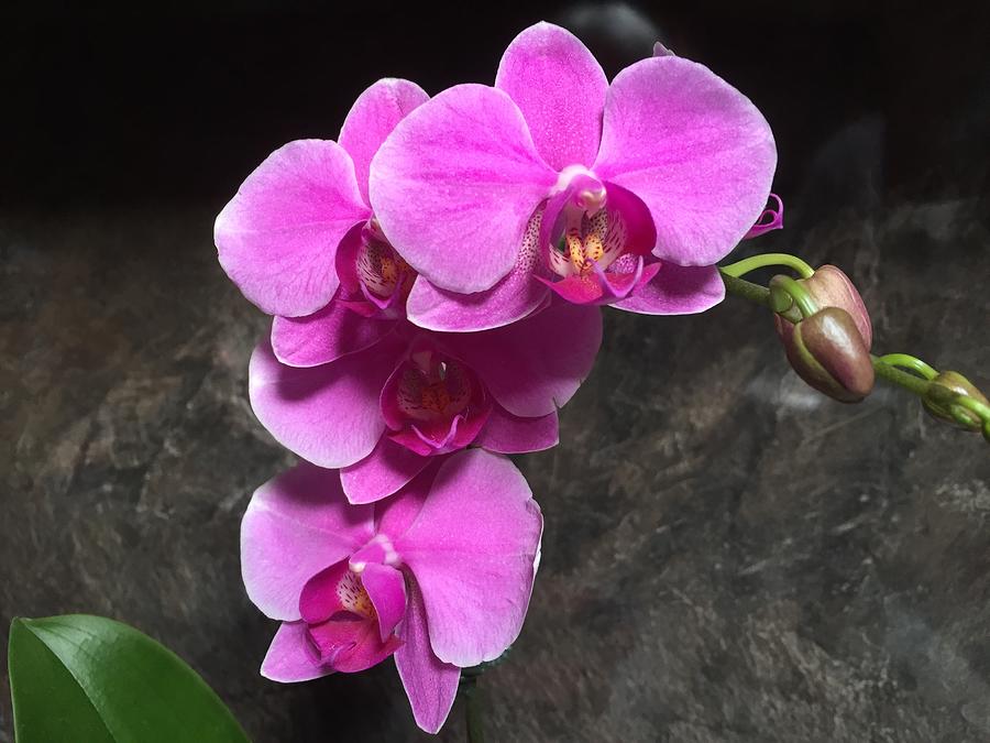 Phalaenopsis Orchid #1 Photograph by Marlene Challis