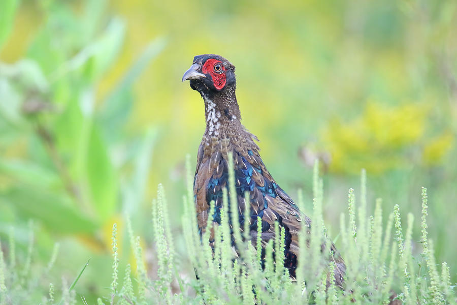 Pheasant #1 Photograph by Brook Burling
