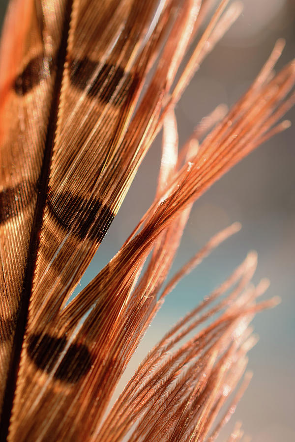 Pheasant Feather #1 Photograph by Mike Fusaro