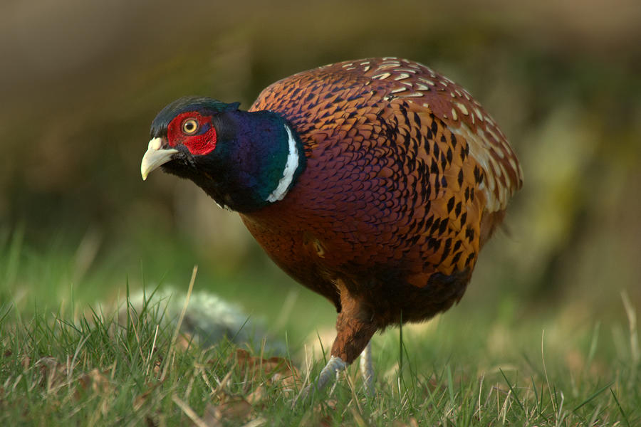 Pheasant #1 Photograph by Gavin MacRae
