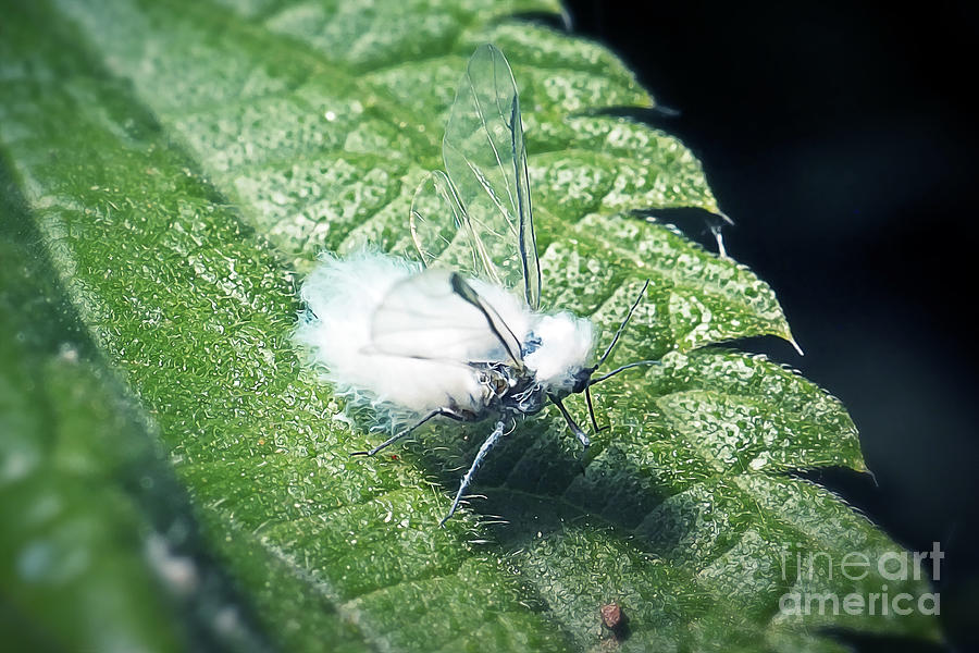 Wildlife Photograph - Phyllaphis fagi Woolly Beech Aphid Insect #1 by Frank Ramspott