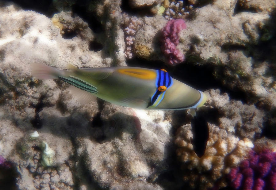 Picassofish Makadi Bay #1 Photograph by Johanna Hurmerinta